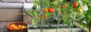 beautiful tomato plants on deck