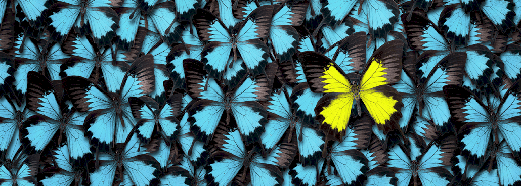 Yellow butterfly in a field of blue butterflies.