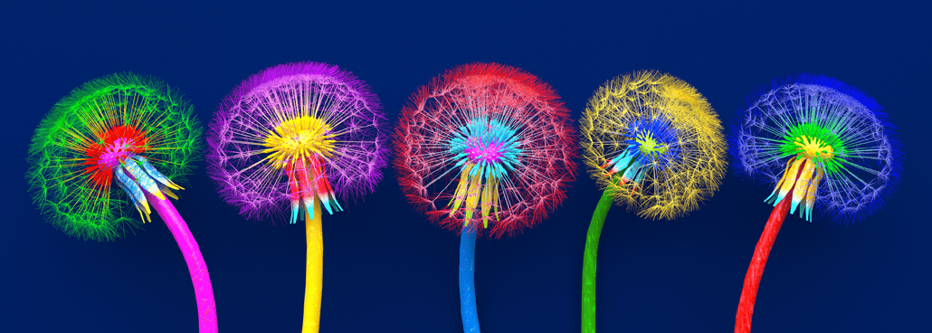 Different color flower heads.