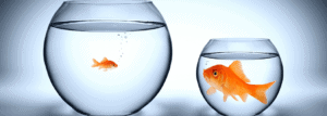 Image of a big fish and a little fish.