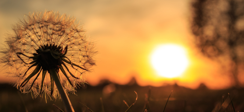 Photograph of dandelion backlight by the sun.